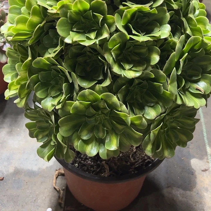 多肉植物翡翠琉璃…………