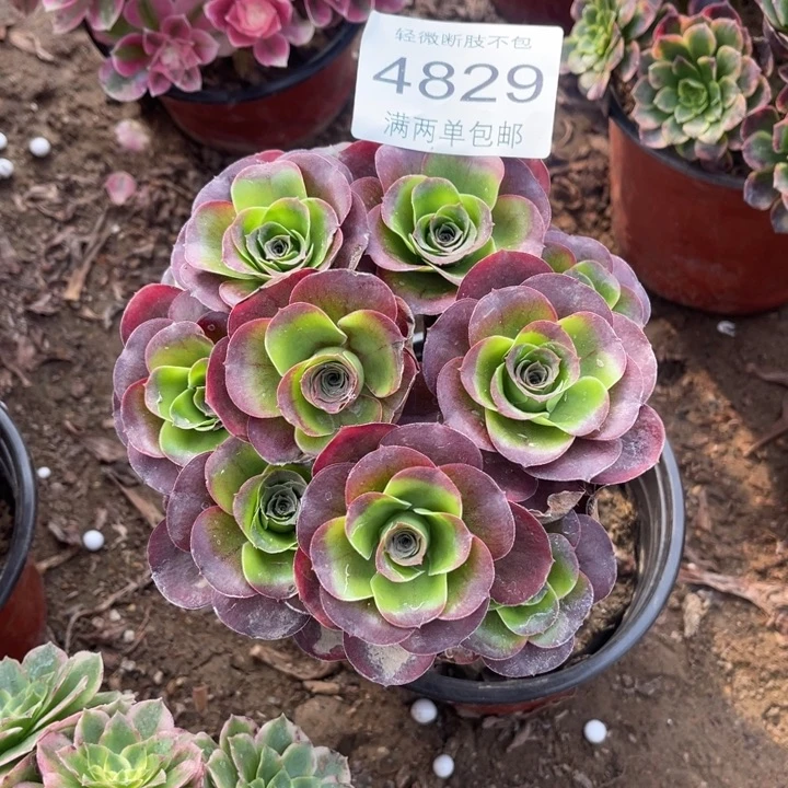 4829魅金多肉的人多