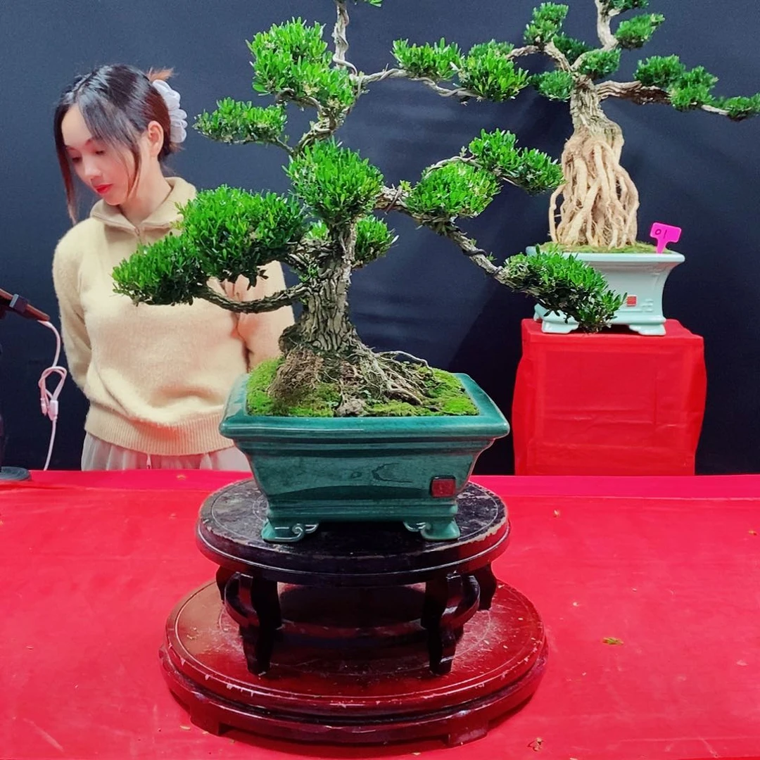 黄杨广***板广东皱皮雀舌黄杨盆景