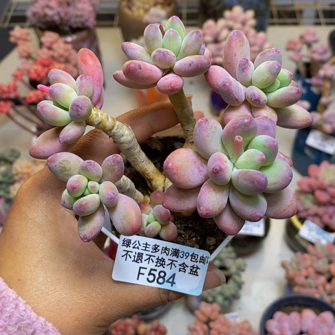 584苹果奶多肉7cm