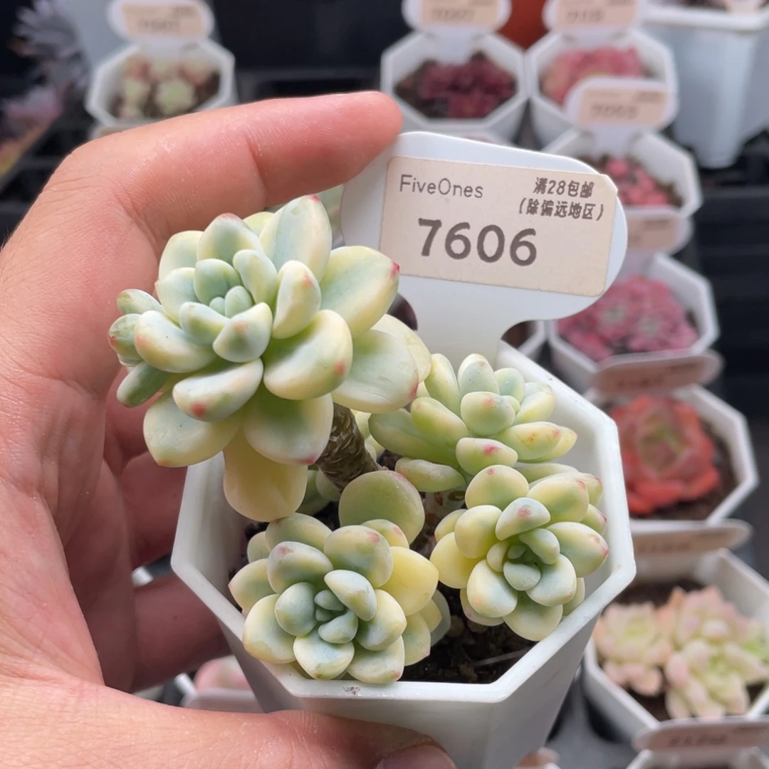 劳尔锦7606-7厘米