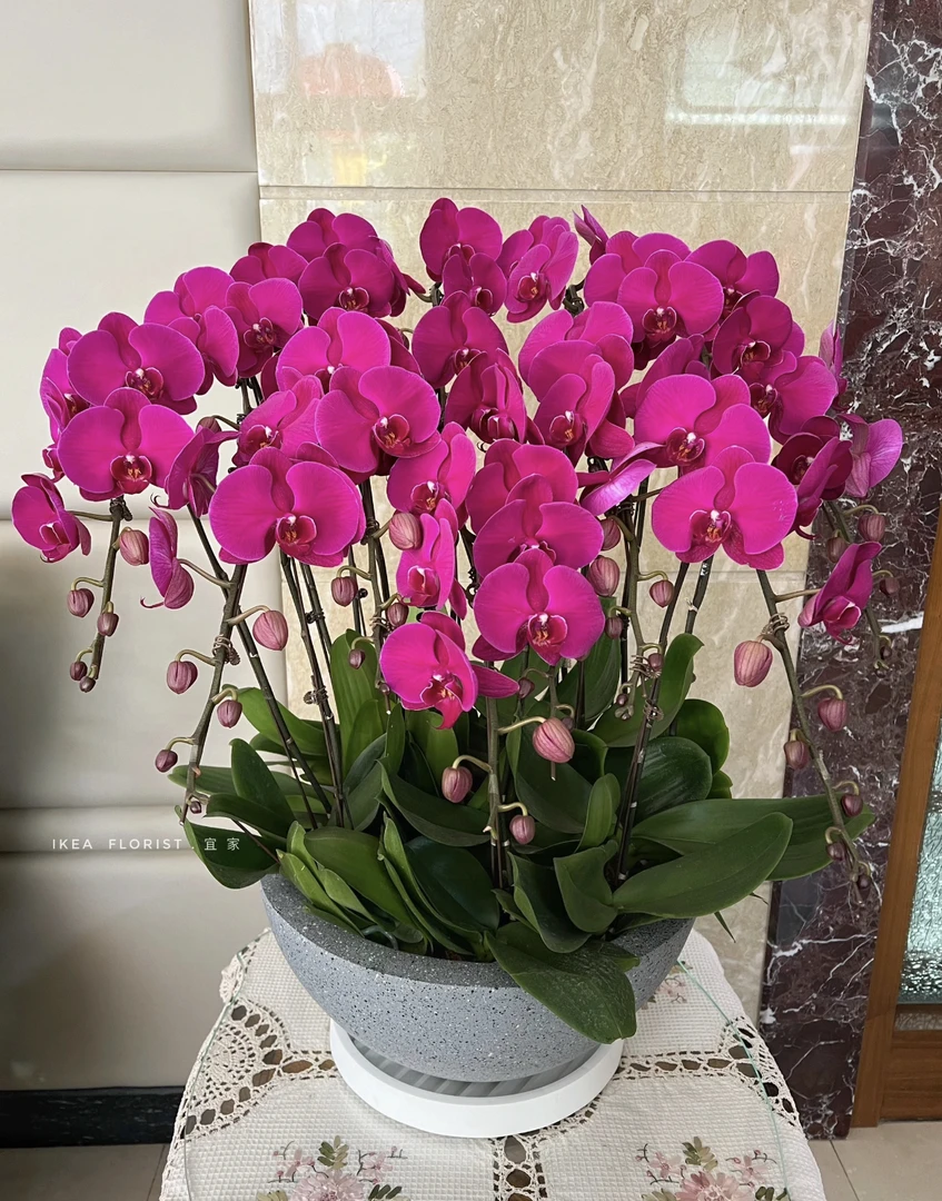 大辣椒蝴蝶兰3.5寸带2-3个花剑发货室内高档花卉