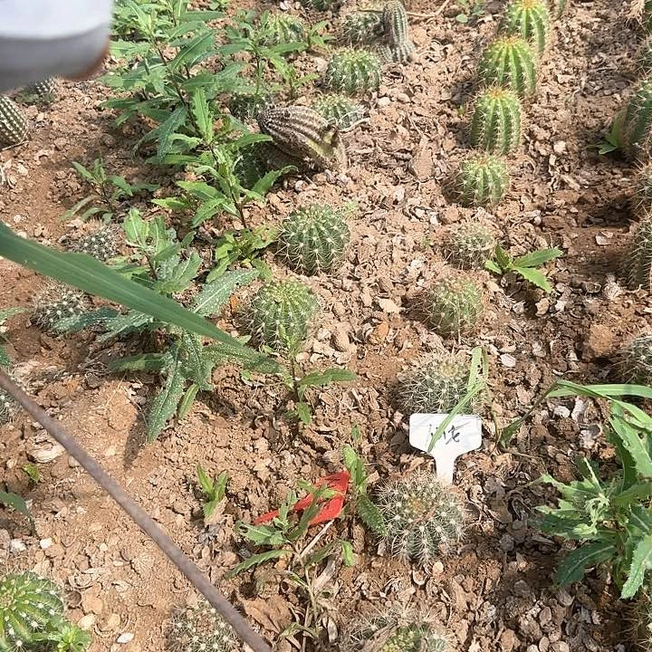 栀***开仙女毛花柱20的毛花柱