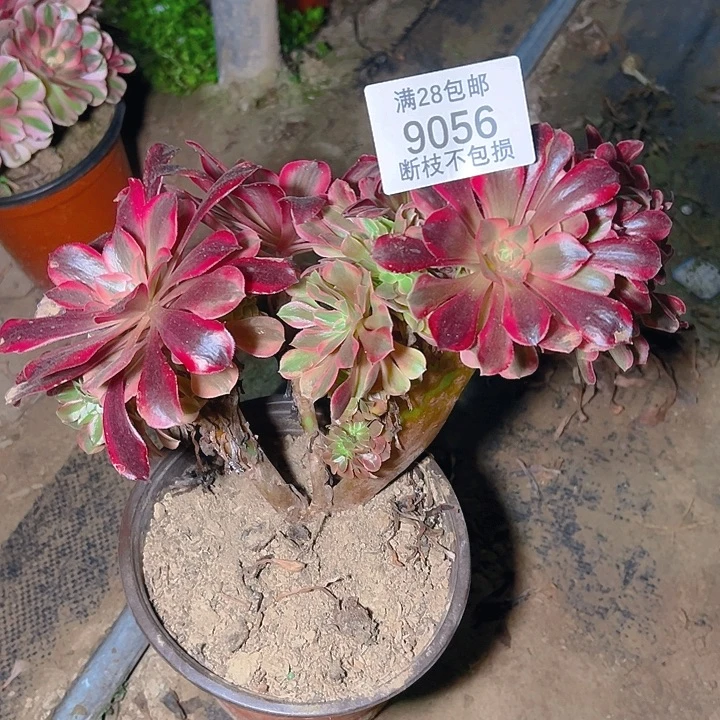 9056美杜莎缀多肉植物