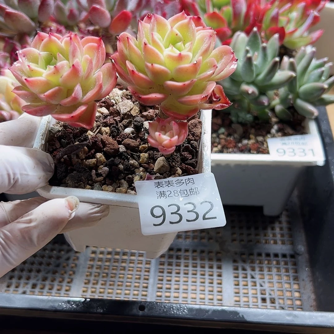 9号多肉一物一拍9332