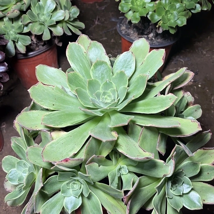 多肉植物玉龙观音锦44