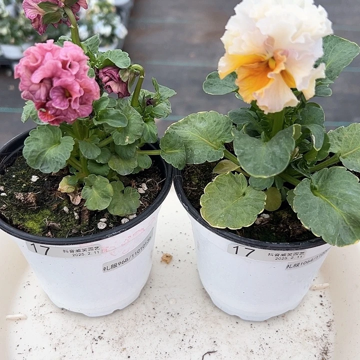 水晶抖音直播闪拍17