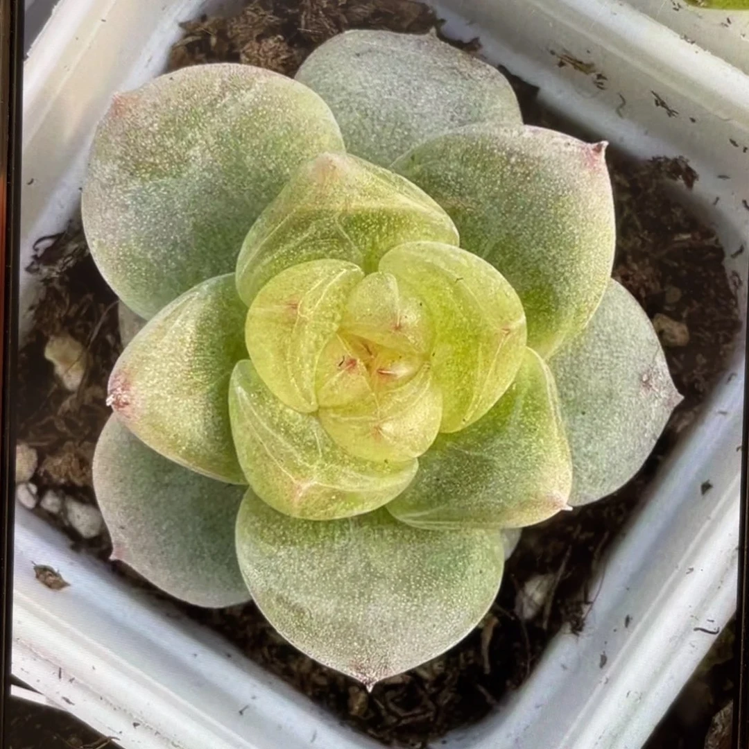 白珍梦20粒，新品推荐