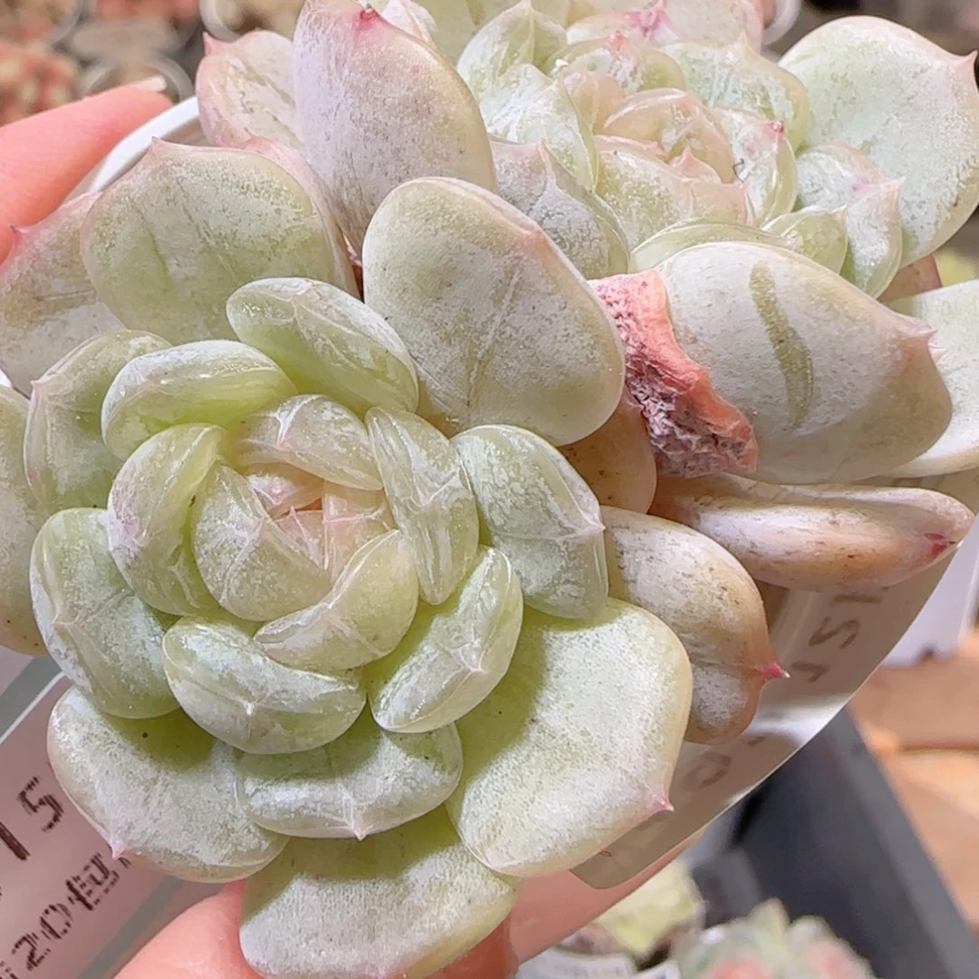 花语多肉1215-192白恋