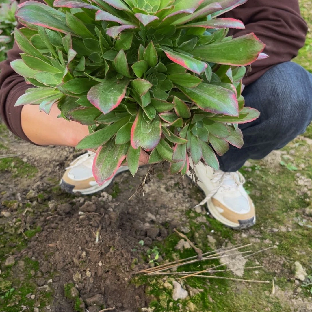 女妖多肉植物捧花的