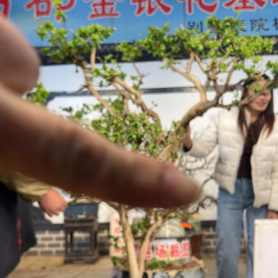 无花朵金银花898898998888