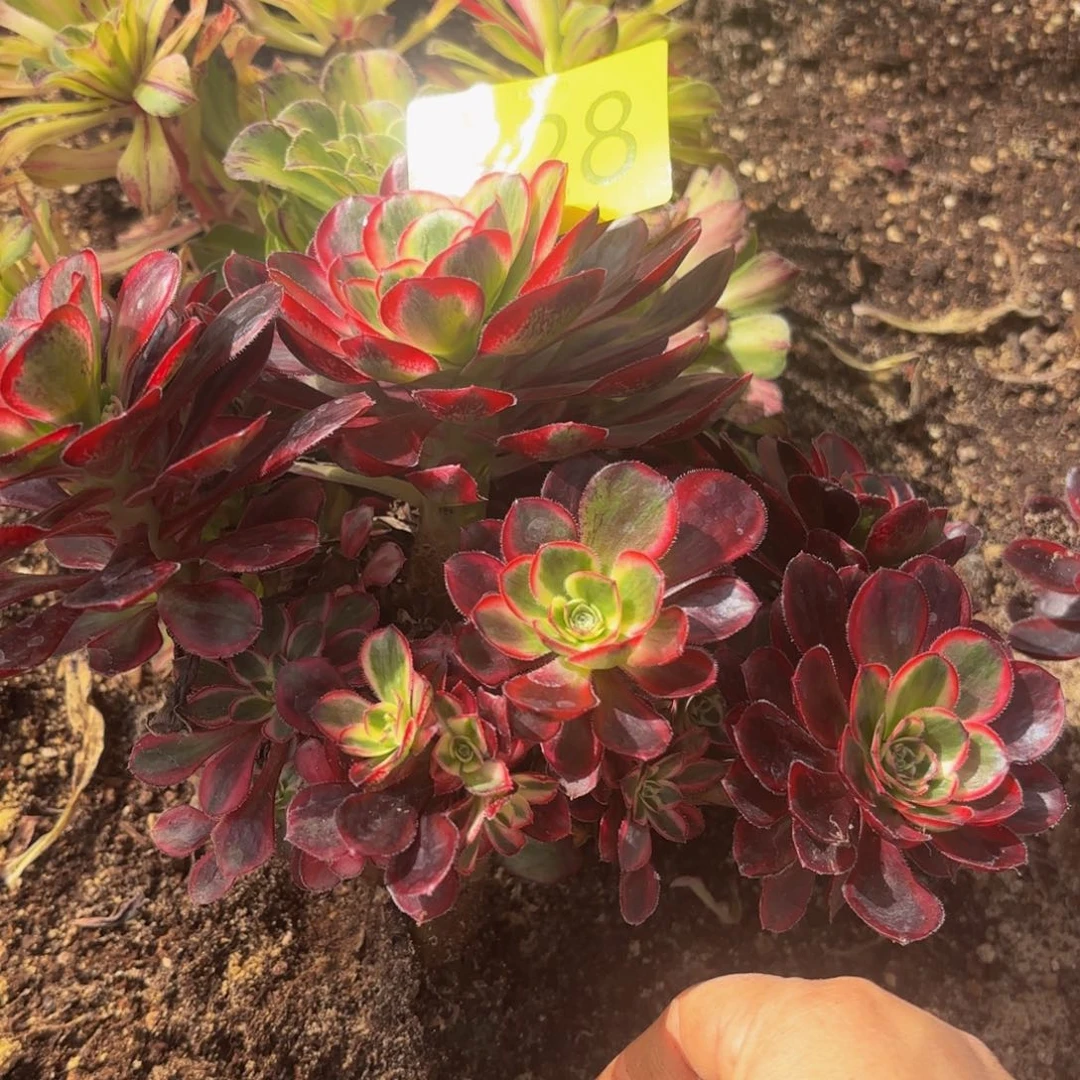 哈哈多肉葡萄福利628