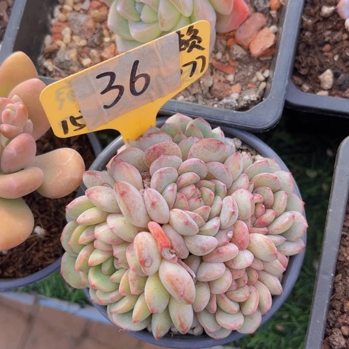 健健康康平平安安