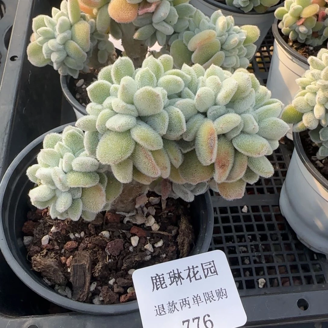 闪购精品多肉776号