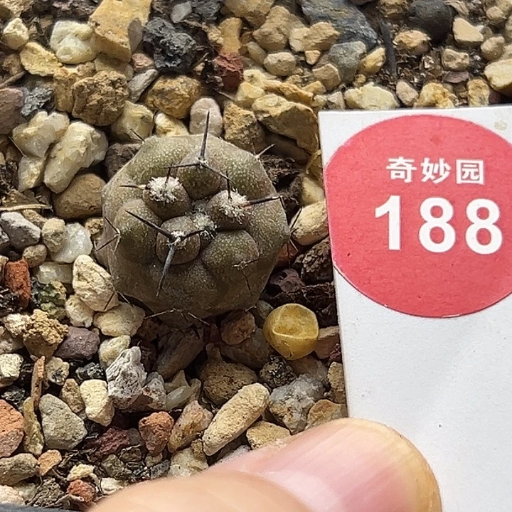 实生粗刺黑王丸1.7cm