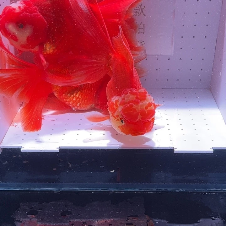 海水4条红白全红百褶泰狮