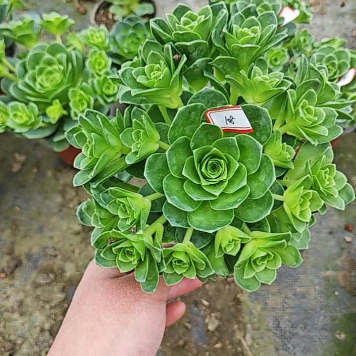 山地玫瑰多肉 108