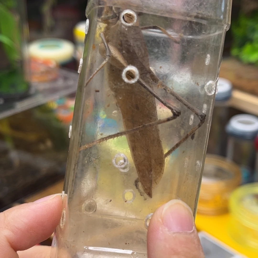 蛙坊哈哈哈哈哈哈哈