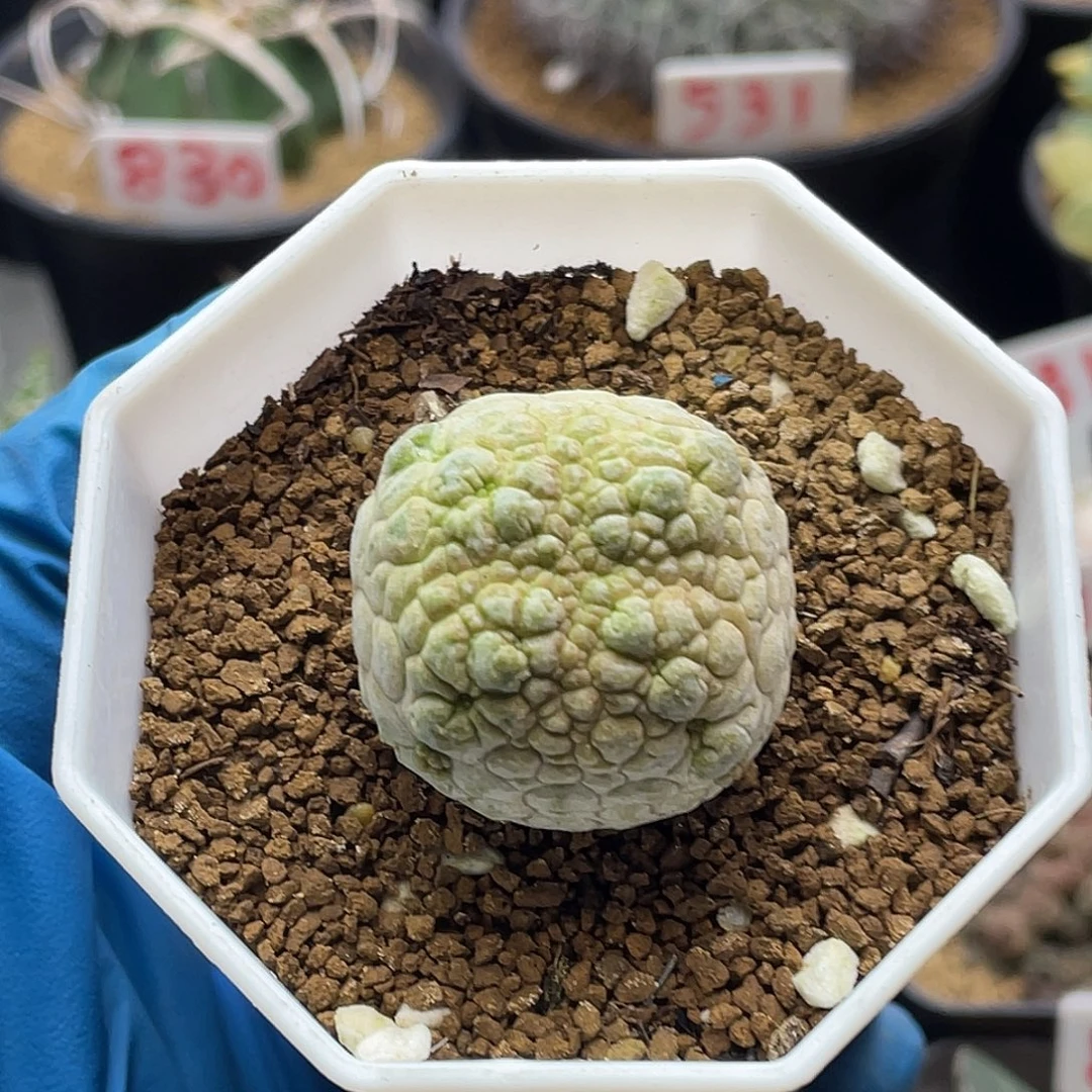 实生大尤十字方凝蹄玉