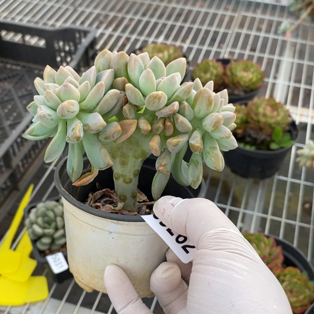 5262淡雪缀化一物一拍