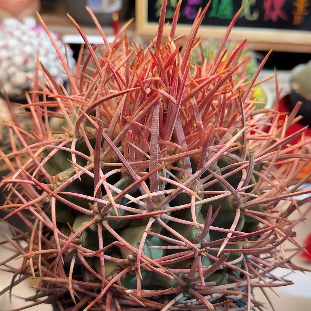 直播间，大龙冠专拍67