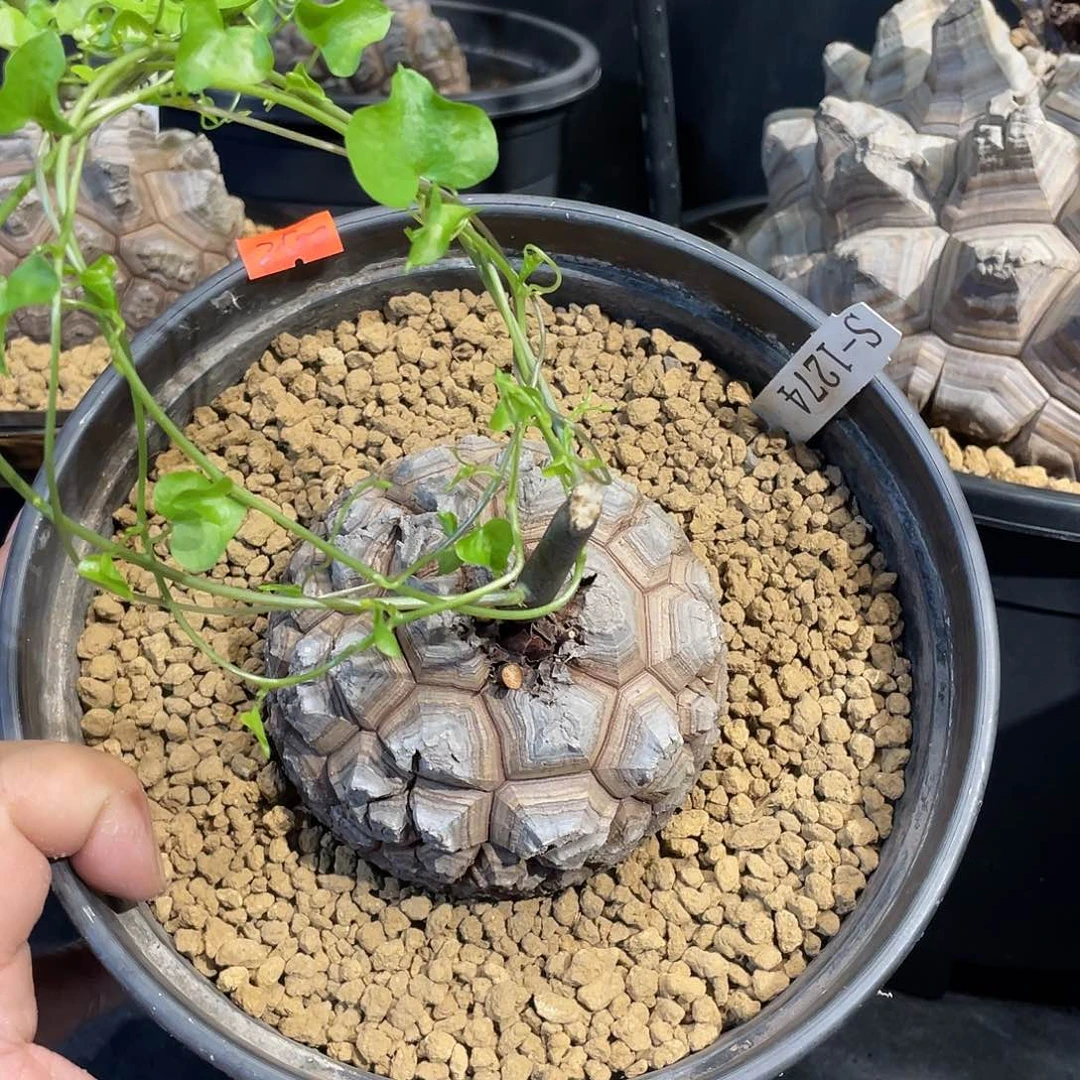 龟甲龙1274号不退换