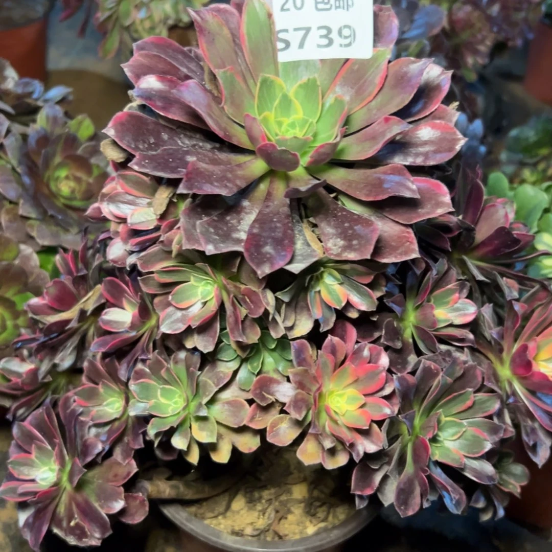 739金丝雀，处理，满20包邮