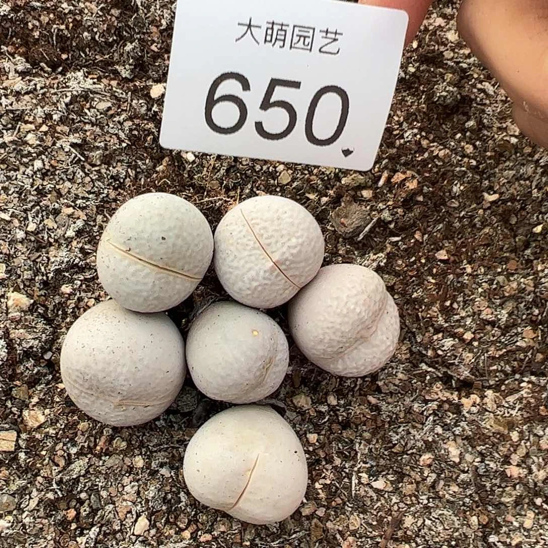 一物一拍             650