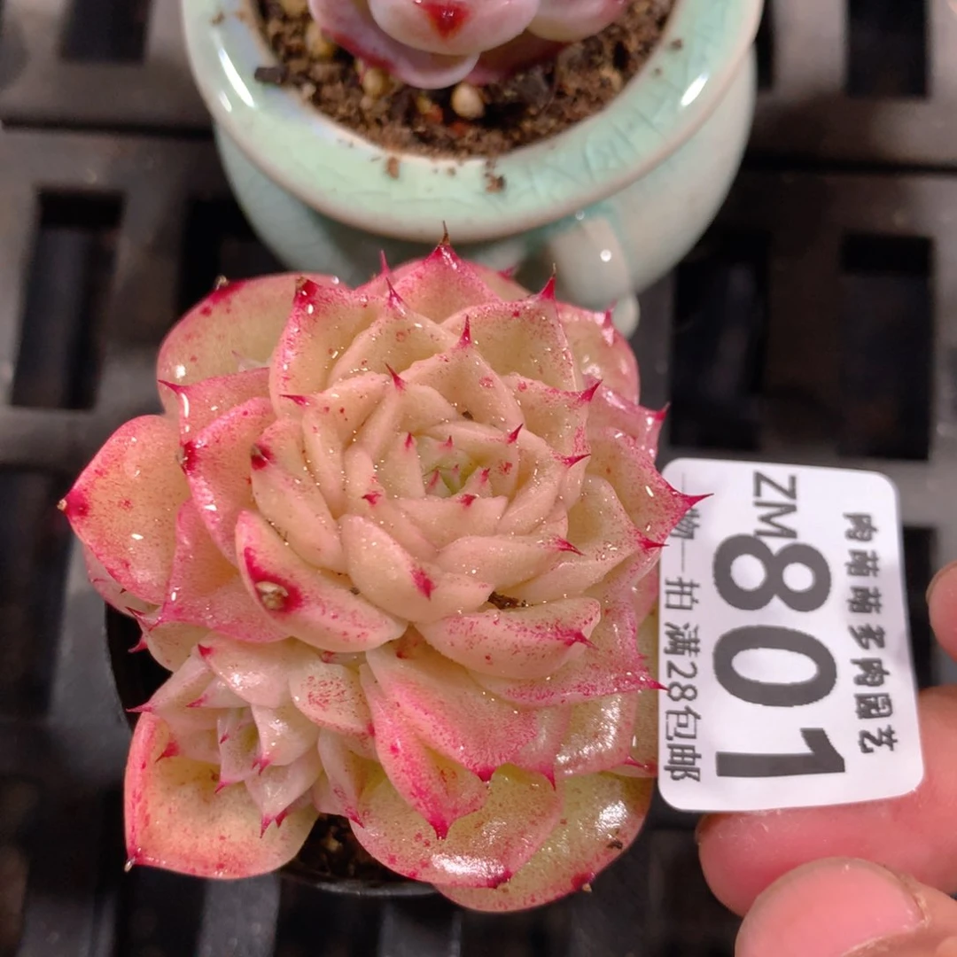 5CM拇指盆精控多肉ZM801