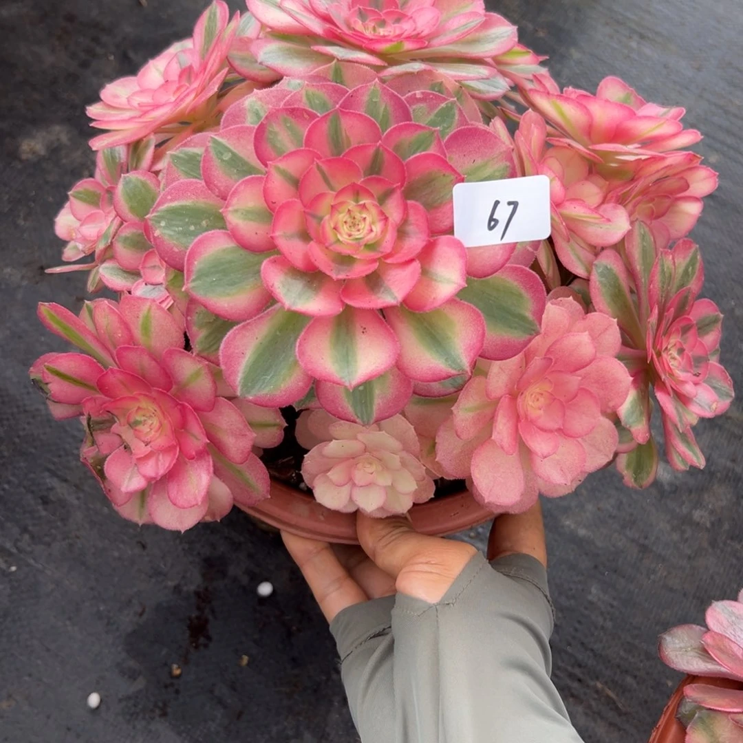 67倾城多肉植物系