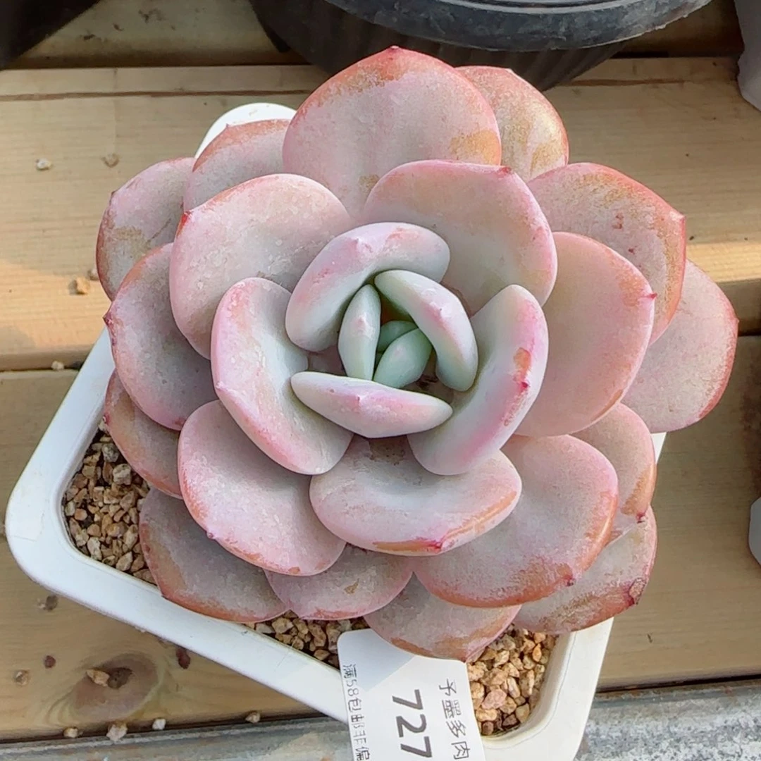 奶茶，7276多肉植物