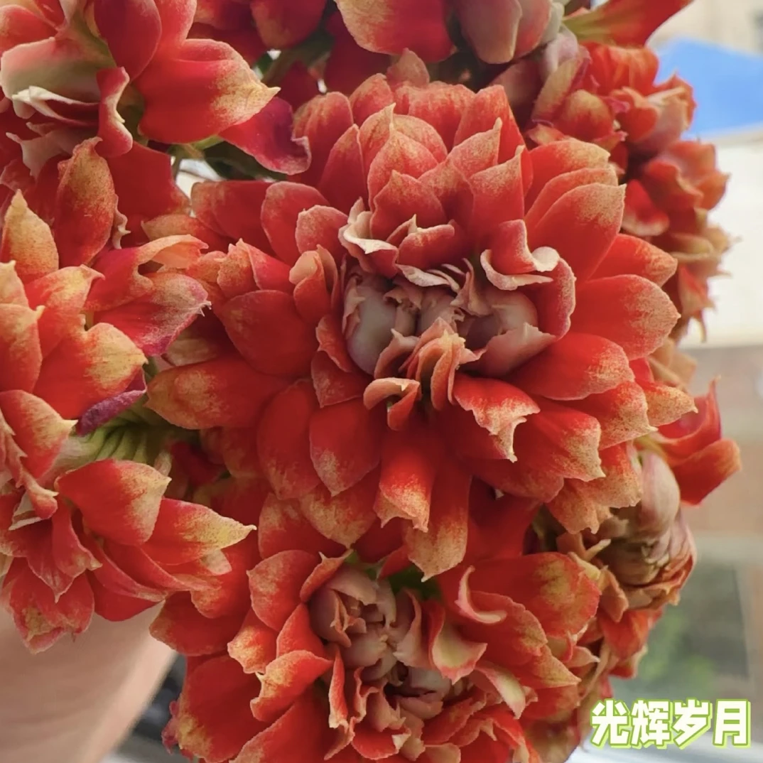 【光辉岁月】重瓣大花品种110盆长寿花