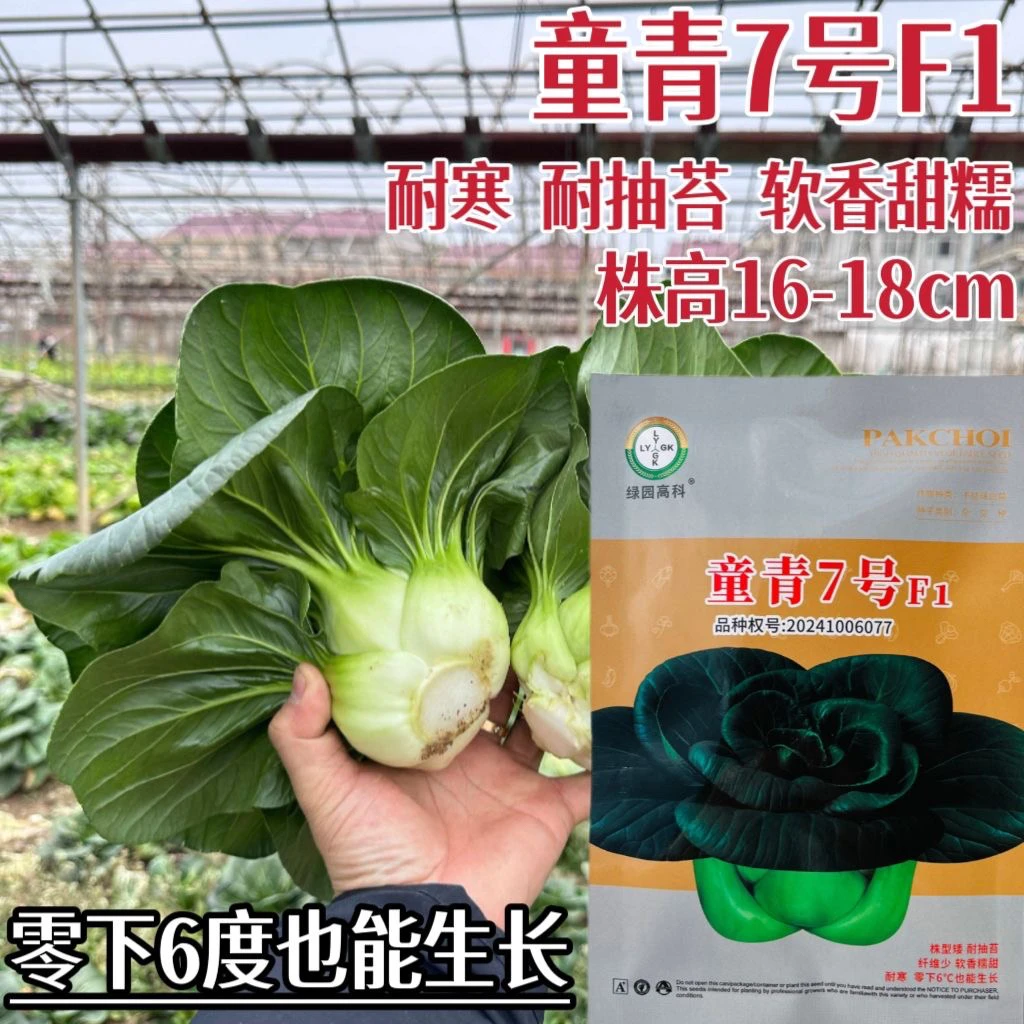 童青7号矮将军苏州青原装种子小青菜一代杂交株型矮 耐寒耐抽苔