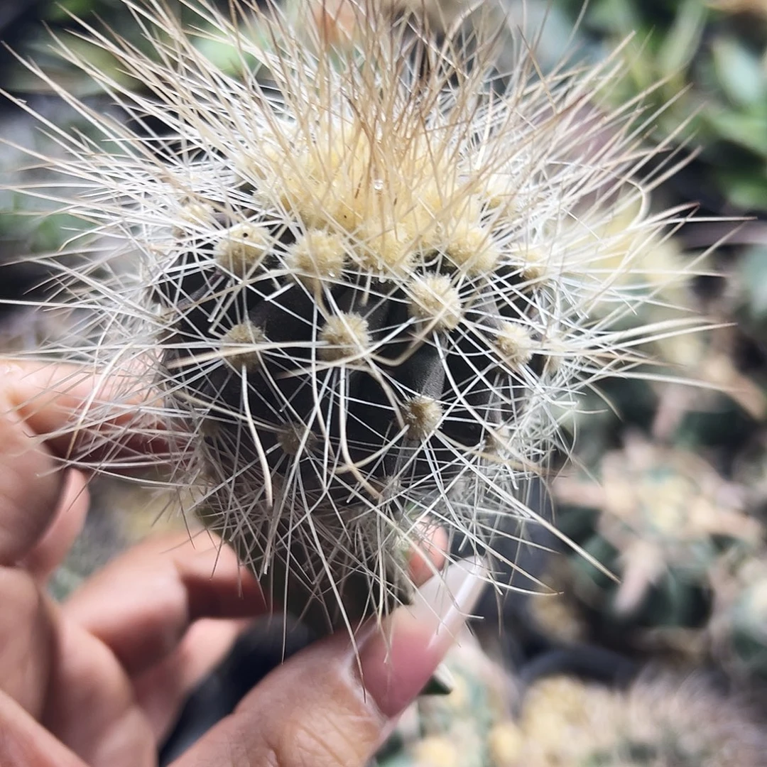 雷血丸仙人球6666666