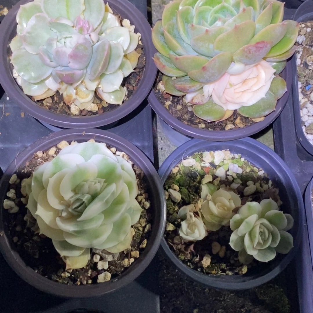 火****吧昂斯诺锦四颗定向