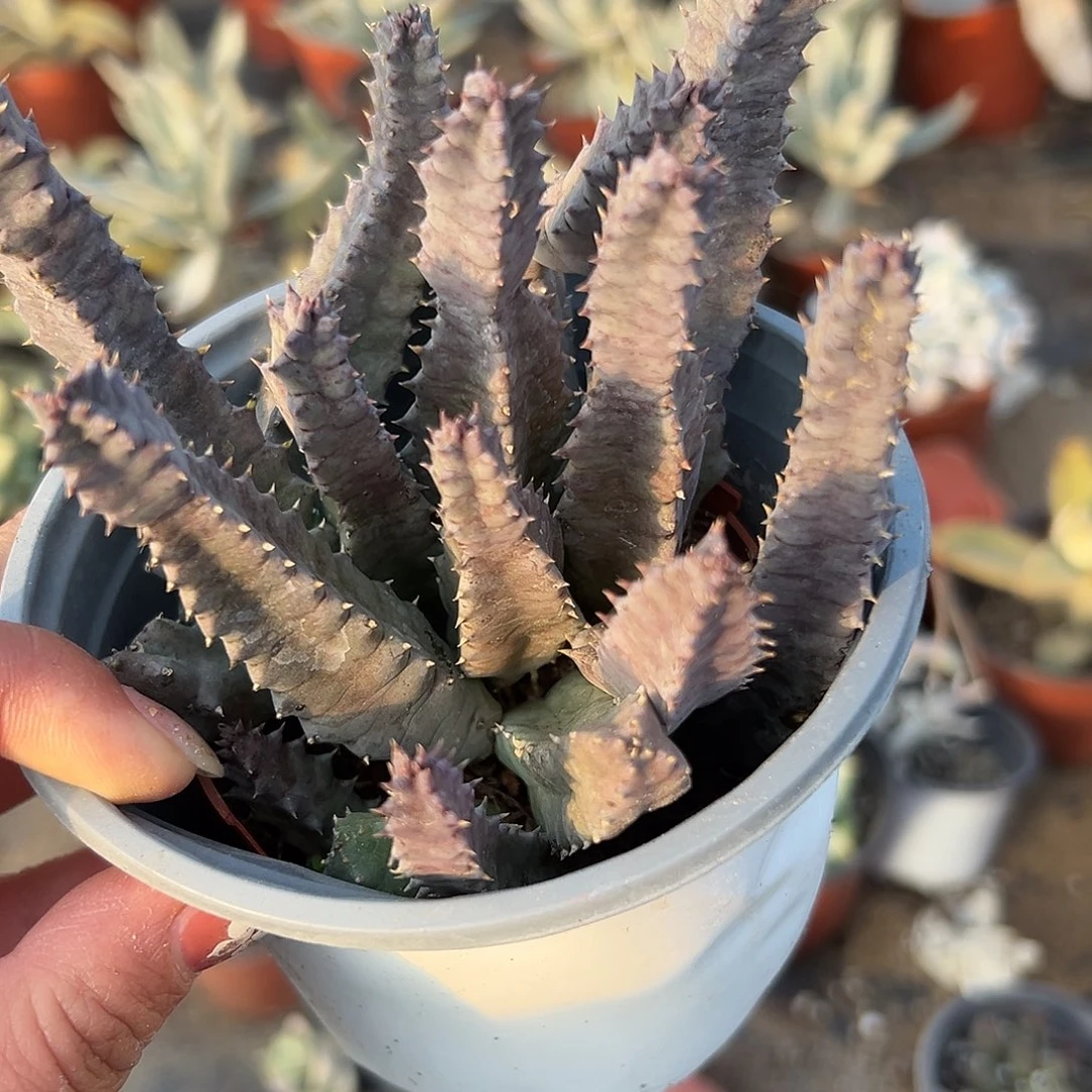 多肉植物多肉植物