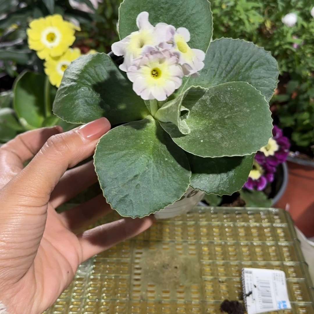 一物一拍耳叶报春A356