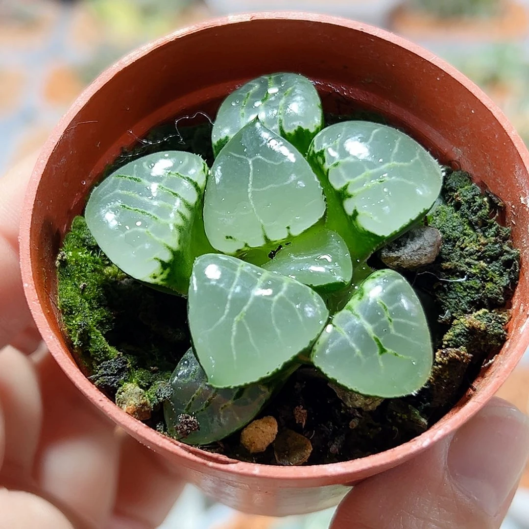 十二卷多肉月光女神