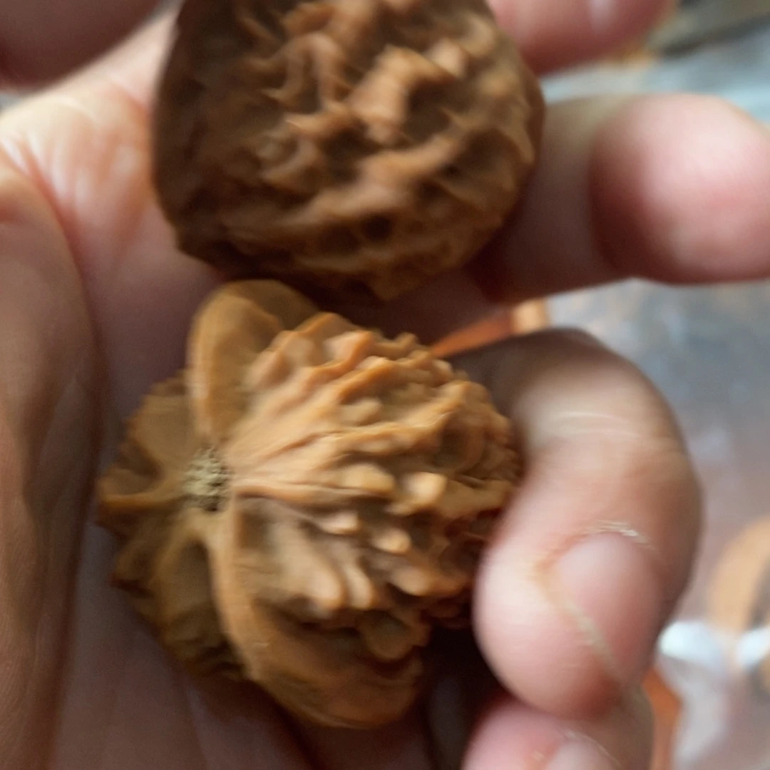 秦岭森林中出现两块