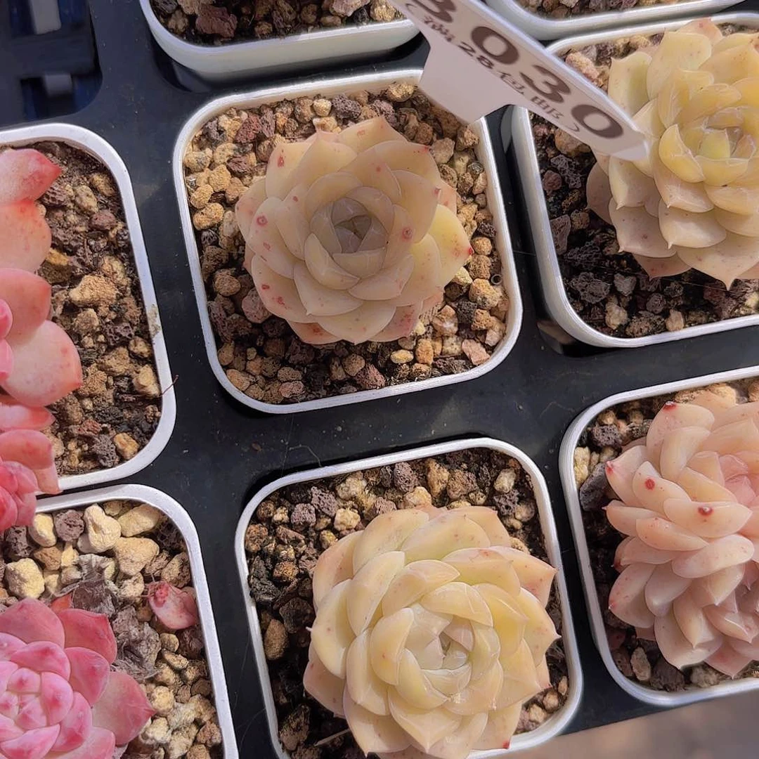 B030麦秆一物一拍