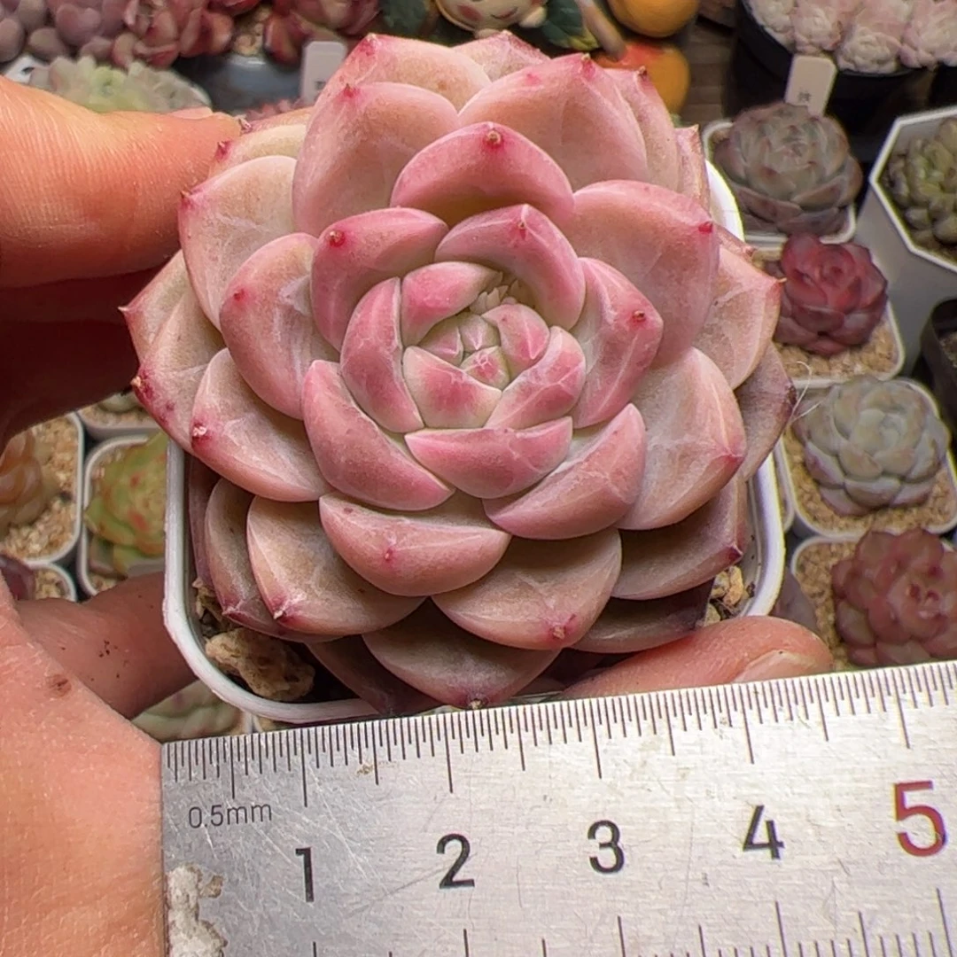 639 多肉植物组合盆栽