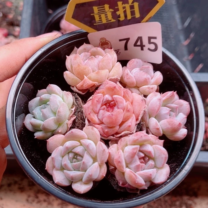 多肉植物多肉植物