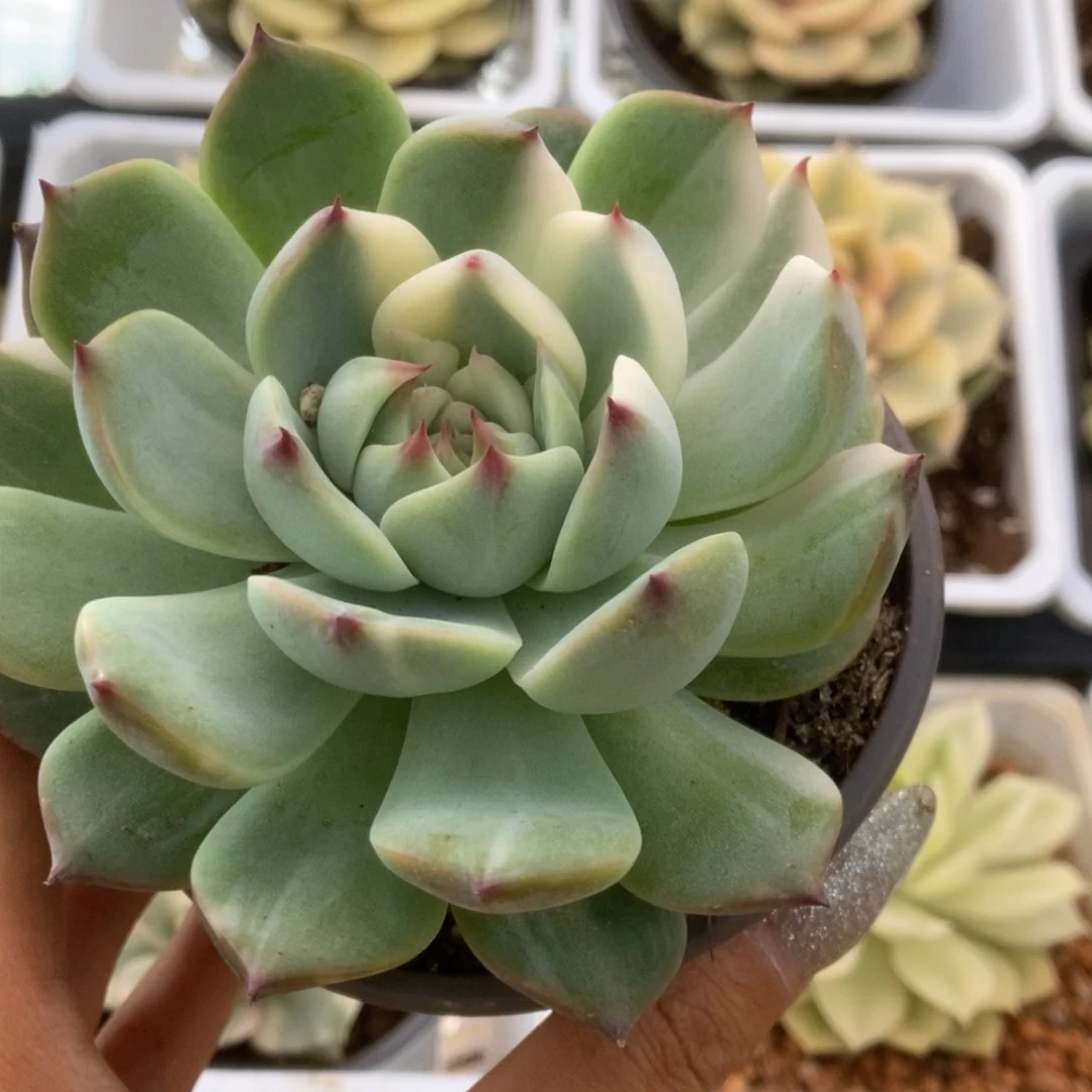 178锦锦锦锦锦锦锦锦锦