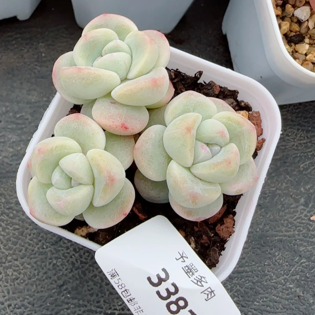 小脸冰玉，3381多肉