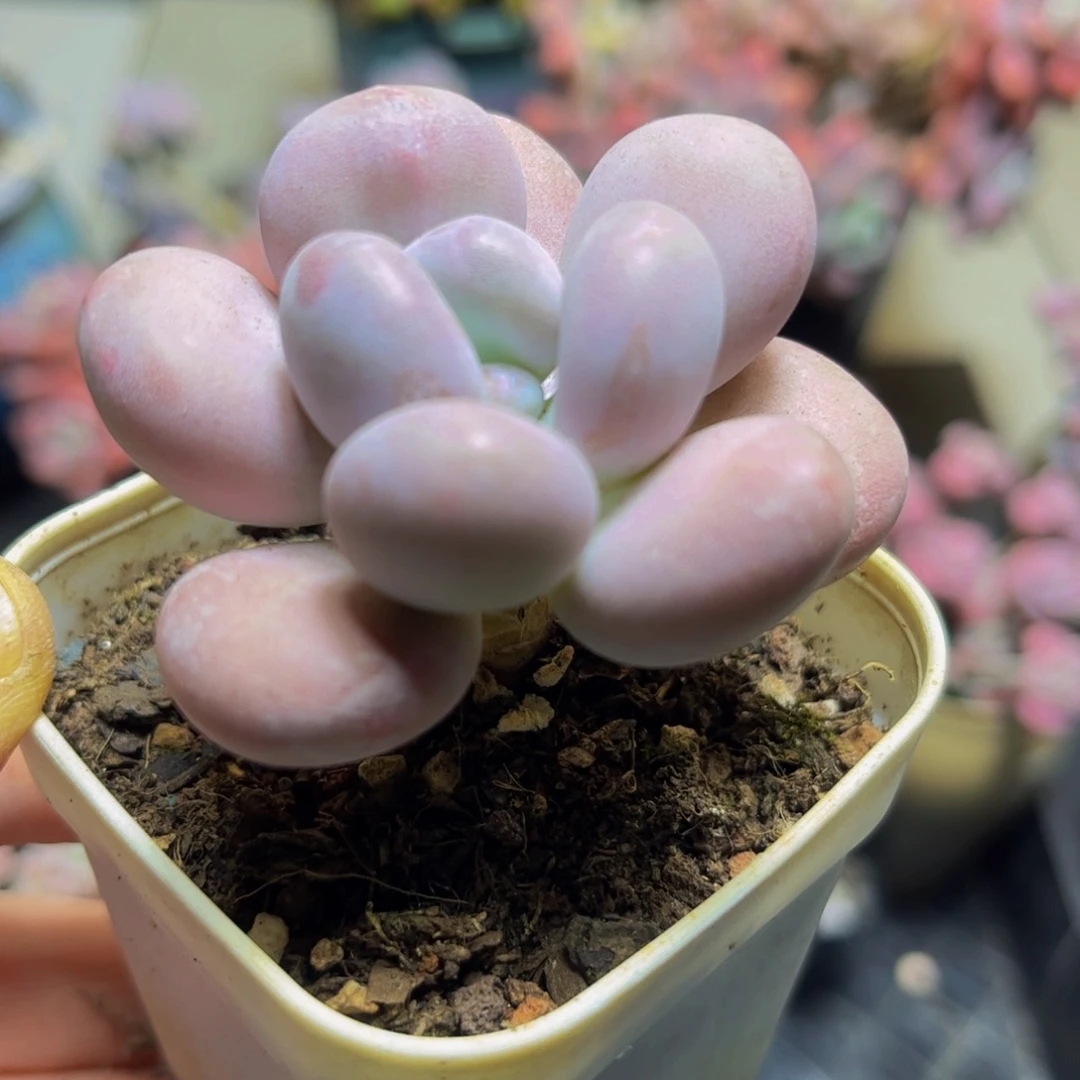 1047达摩奶5厘米多肉