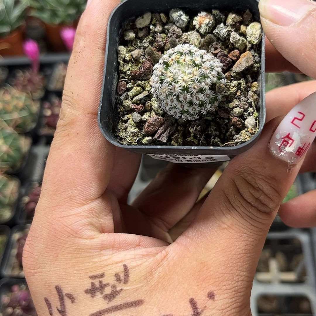 109618一物一拍单头发货