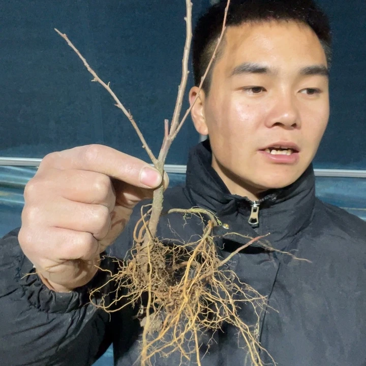 黑潮海棠花一颗苗