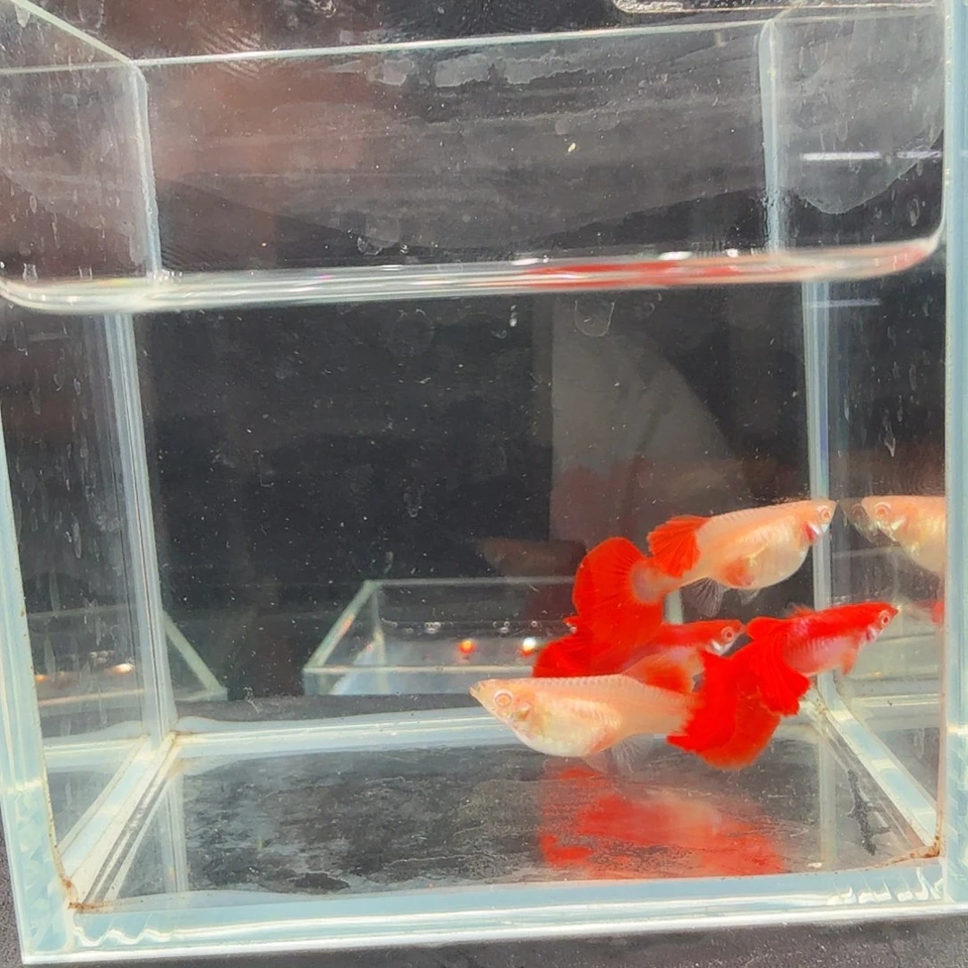 孔雀鱼红玫瑰折扇两对孕母