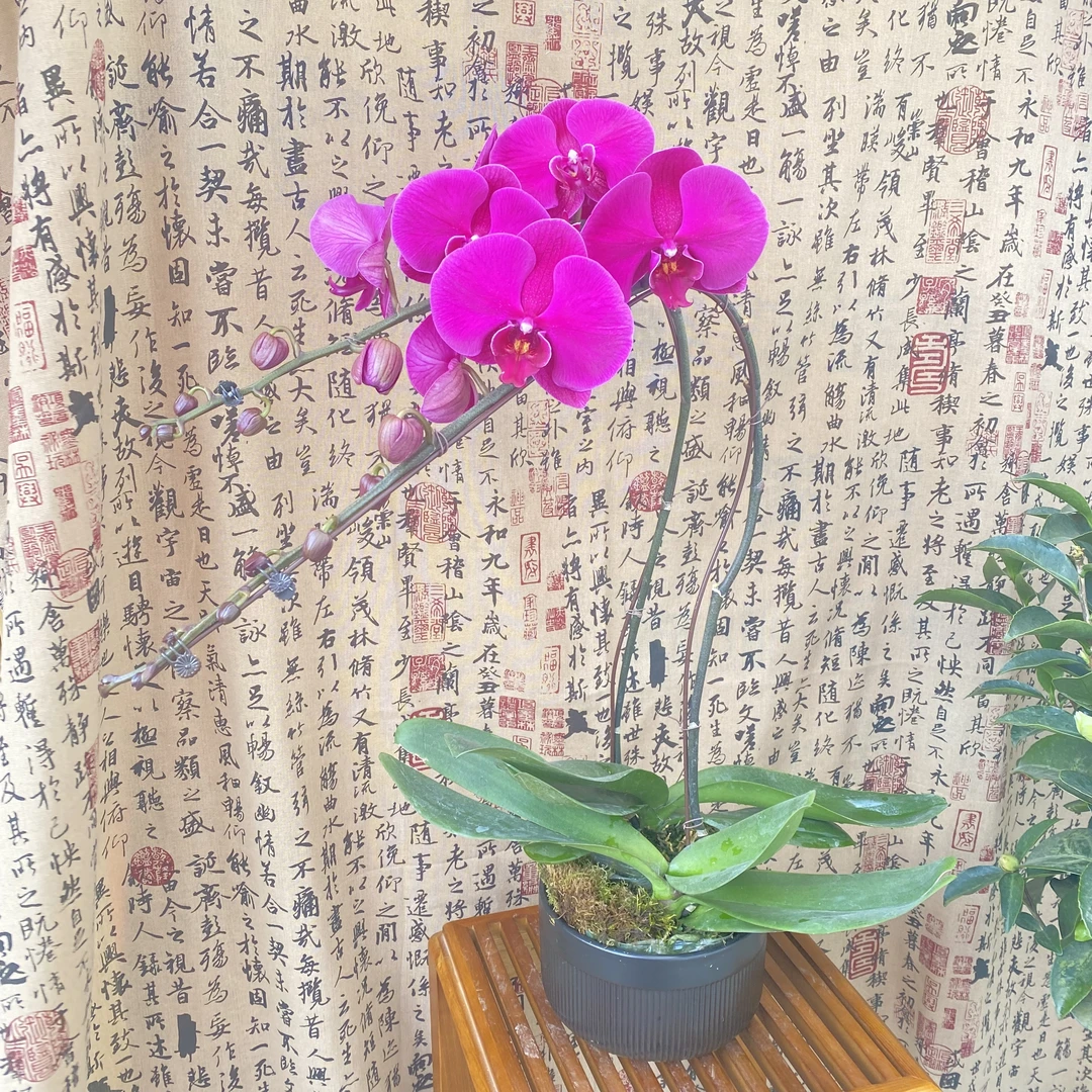 蝴蝶兰~大辣椒