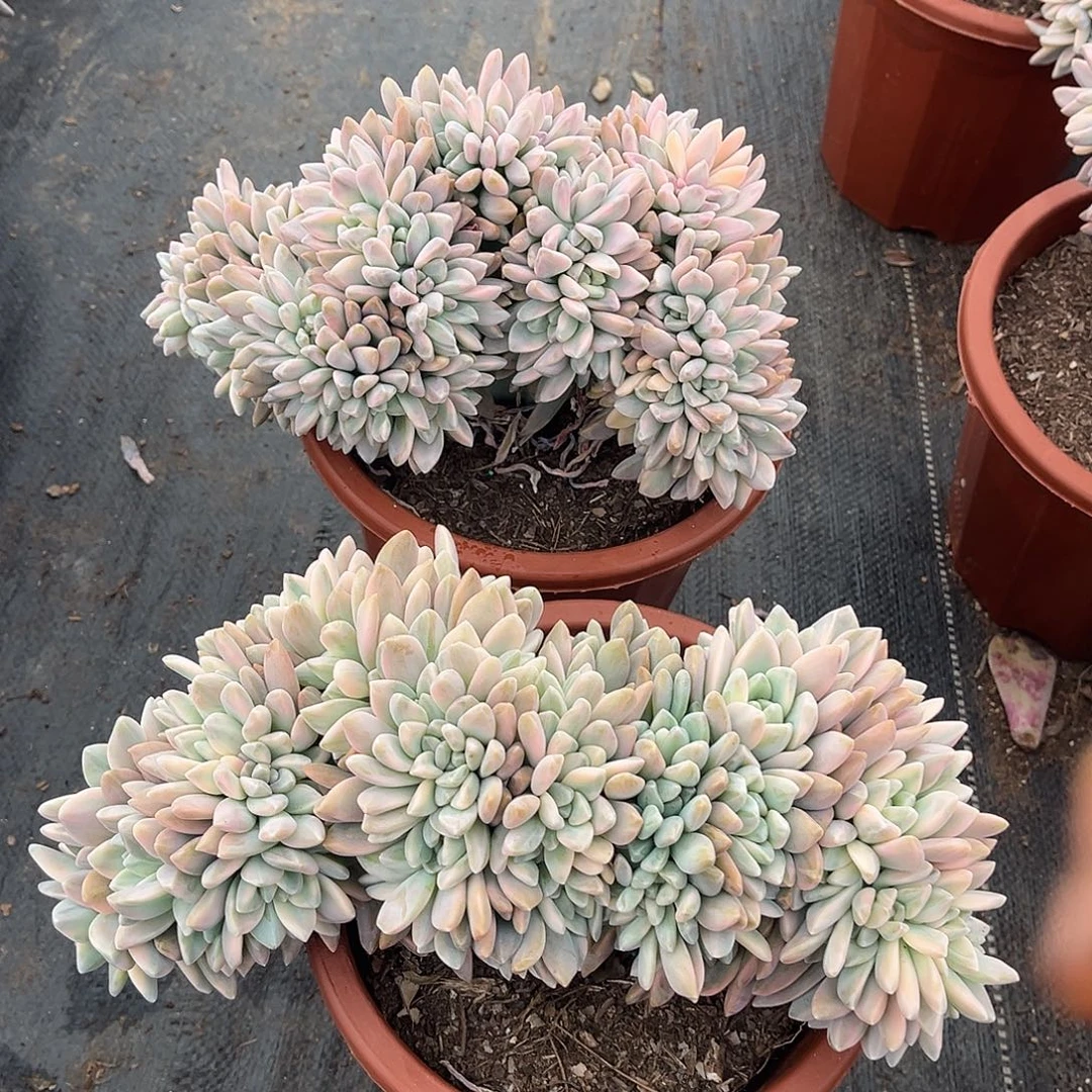 温***范淡雪景缀48.88多肉植物精品
